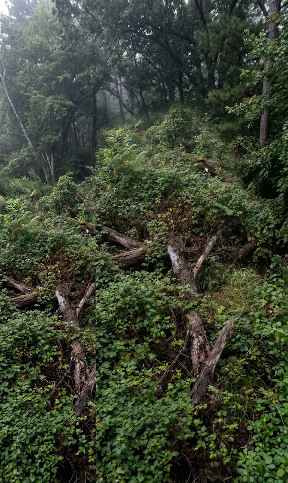 BEFORE, Impenetrable Forest