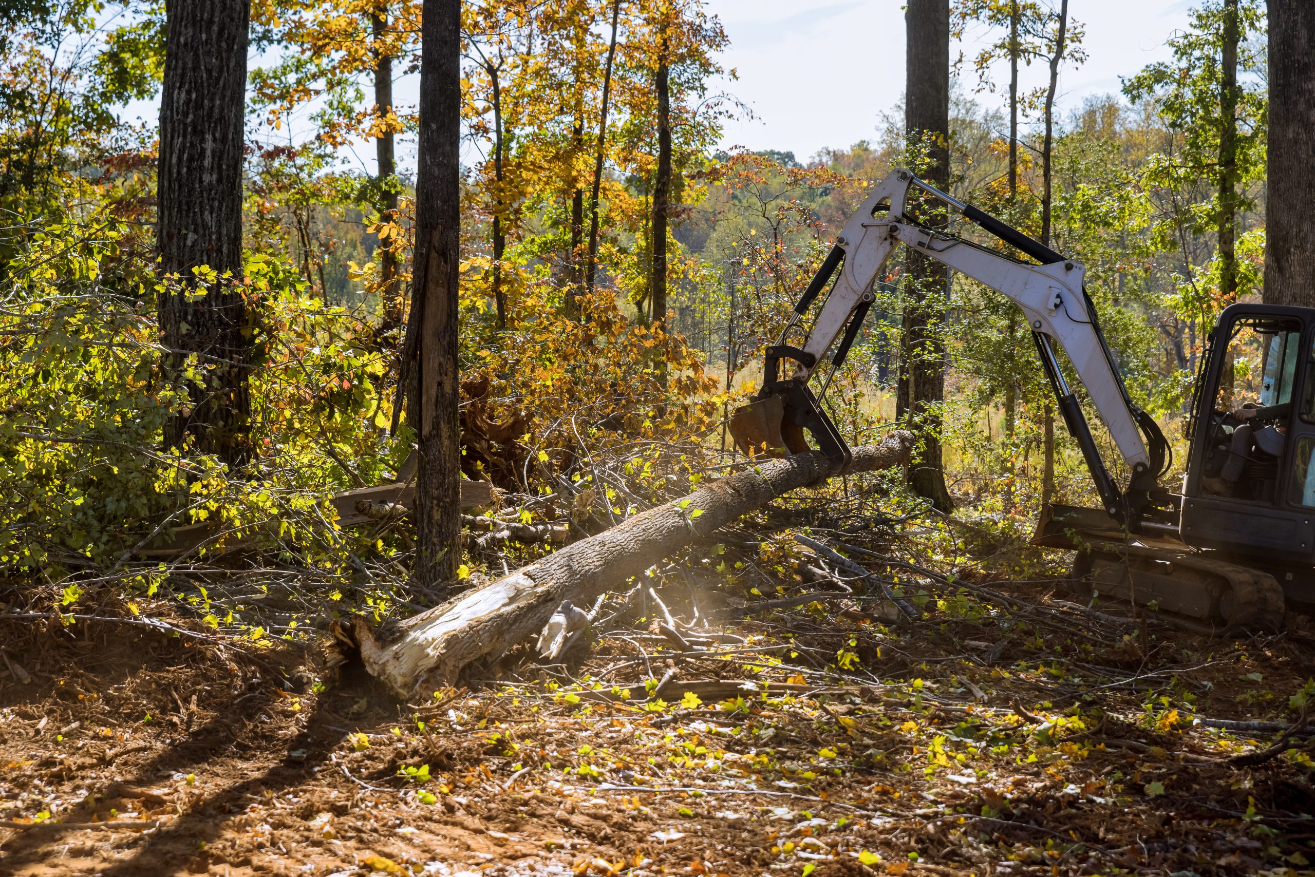 Stump Grinding & Tree Removal