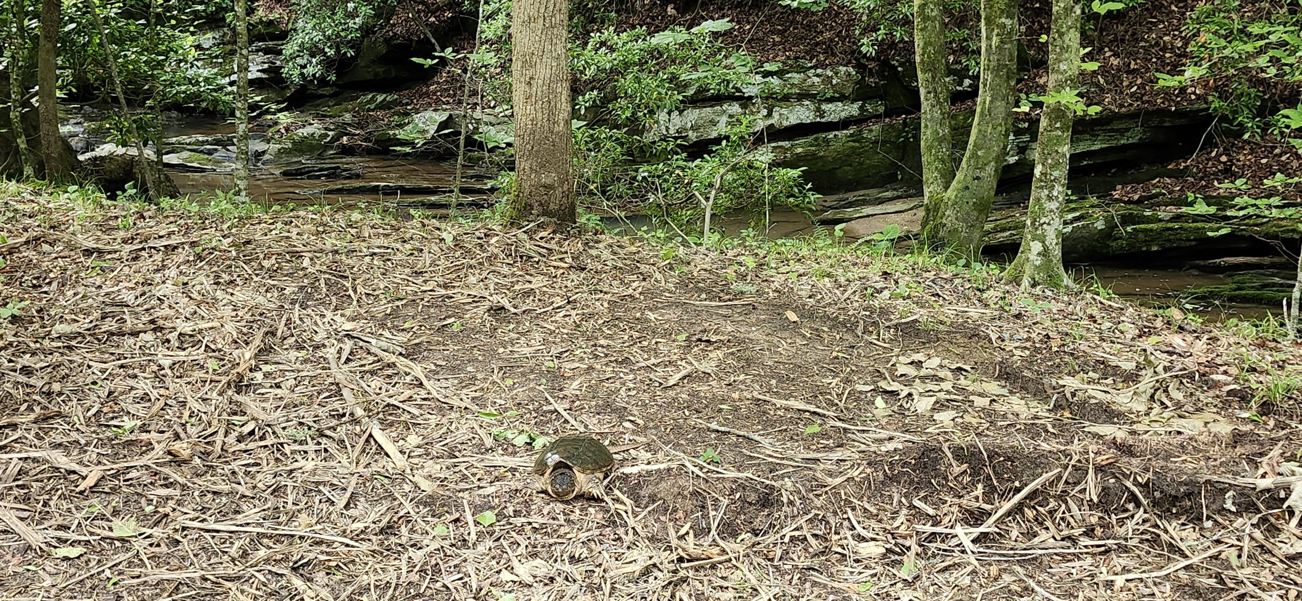 Riverfront property, after clearing