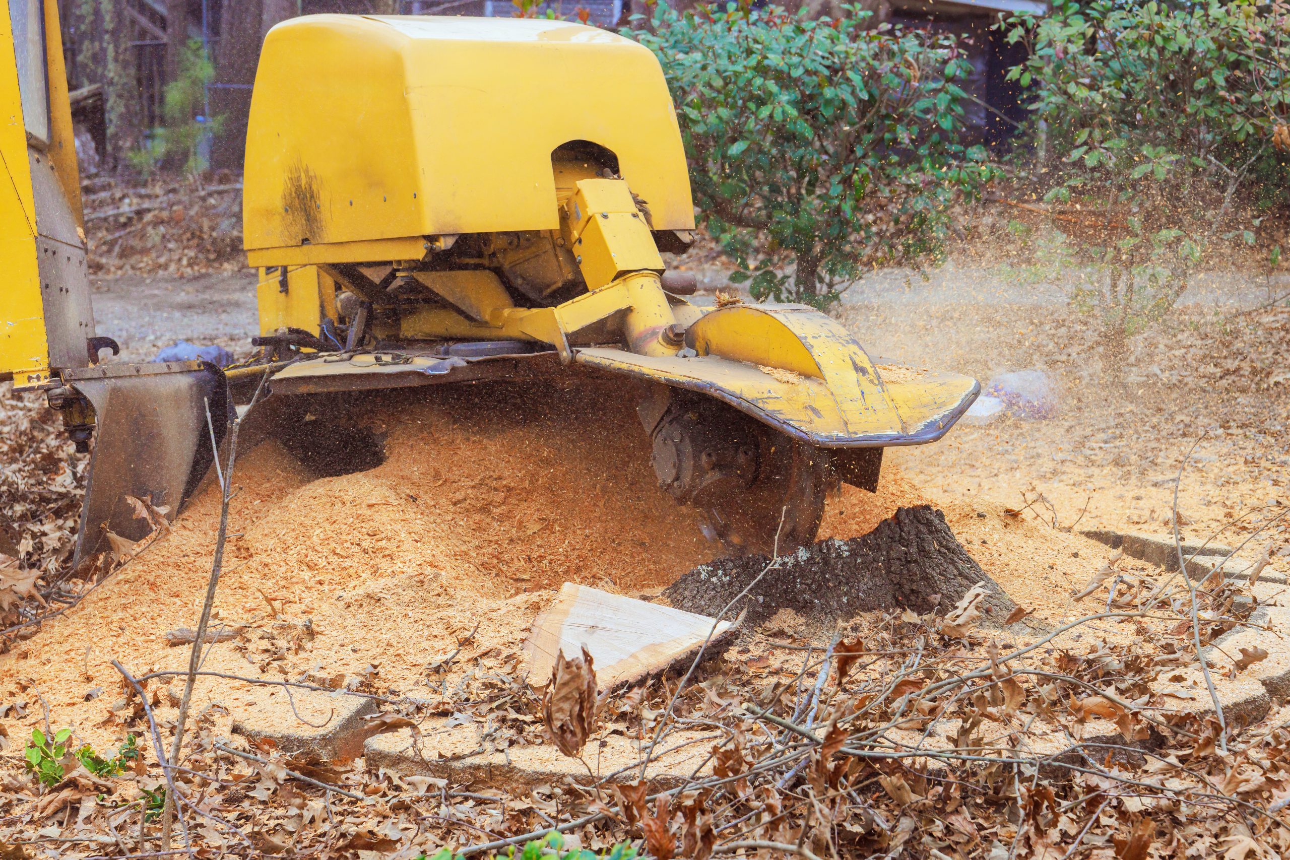 Stump Grinding & Tree Removal Services