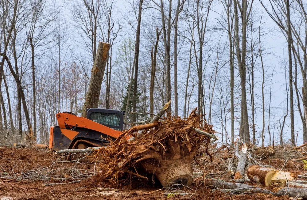 Land clearing for excavation