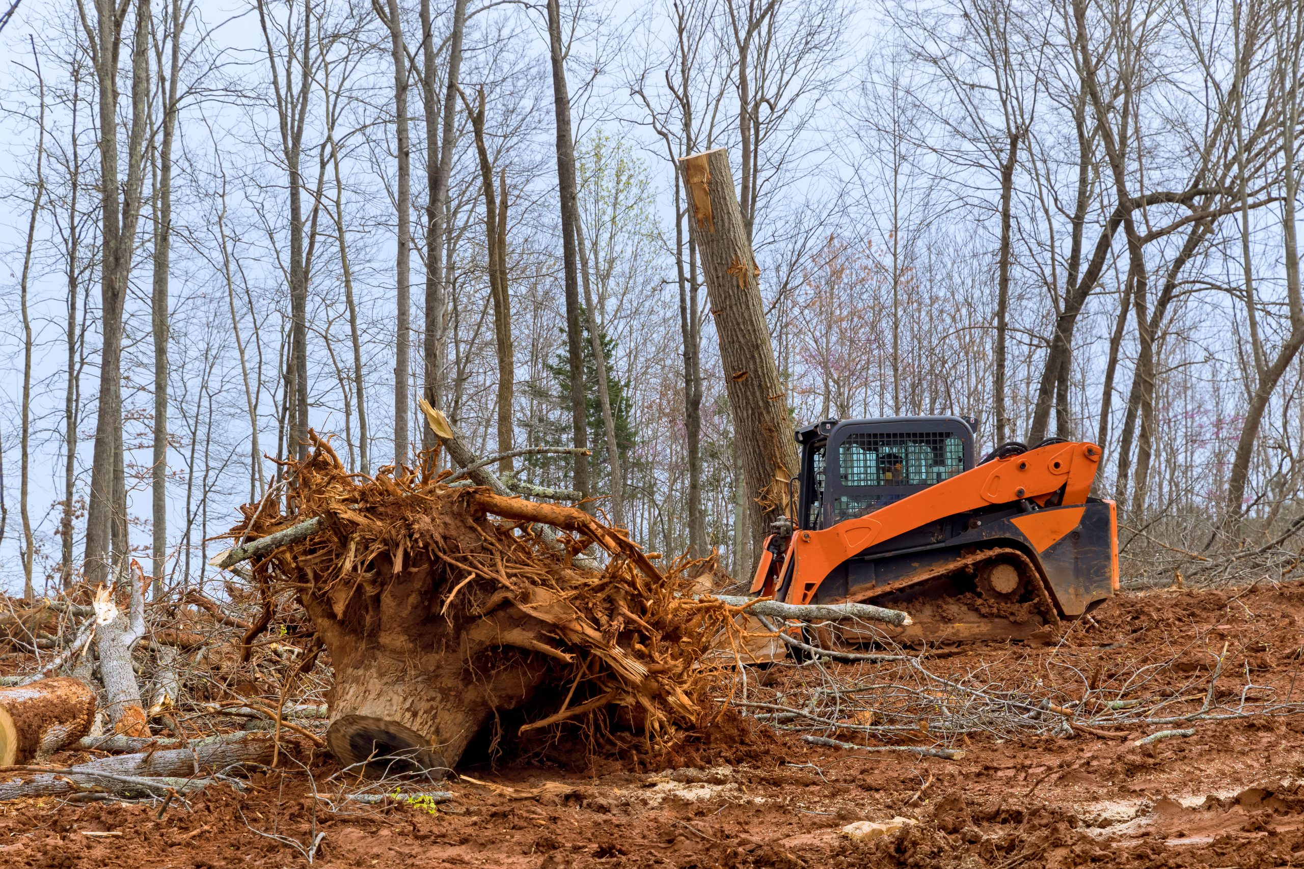 Tree Removal Services, Brush Cutting, & Bush Hogging